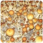 Псилоцибиновые (галлюциногенные)  грибы Psilocybin "Golden Teacher" в Дальнегорске