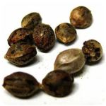 Семена марихуаны АК-47  (Seeds AK-47) в Дальнегорске